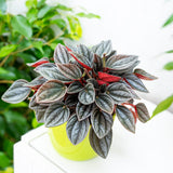 Peperomia Caperata Santorini, cu aspect elegant, intretinerea usoara, frunze groase ondulate, gri-verzui cu spate burgundiu - 20 cm