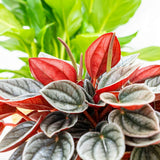 Peperomia Caperata Santorini, cu aspect elegant, intretinerea usoara, frunze groase ondulate, gri-verzui cu spate burgundiu - 20 cm