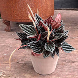 Peperomia Caperata Santorini, cu aspect elegant, intretinerea usoara, frunze groase ondulate, gri-verzui cu spate burgundiu - 20 cm