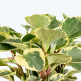 Planta de Cauciuc (Peperomia Variegata), planta de interior cu frunze variegate carnoase - 20 cm