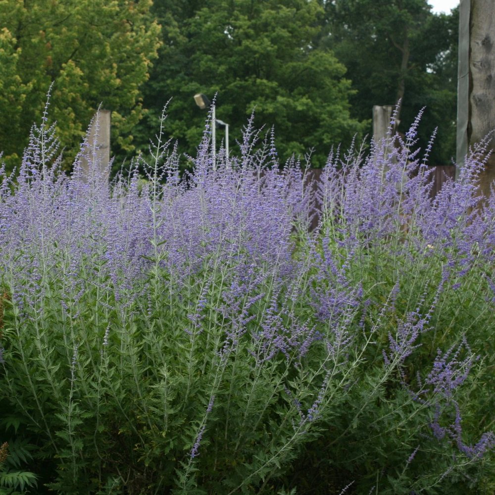 Orosz zsálya 'Blue Spire' – illatos kék virágfüzérek, ezüstös lombozat