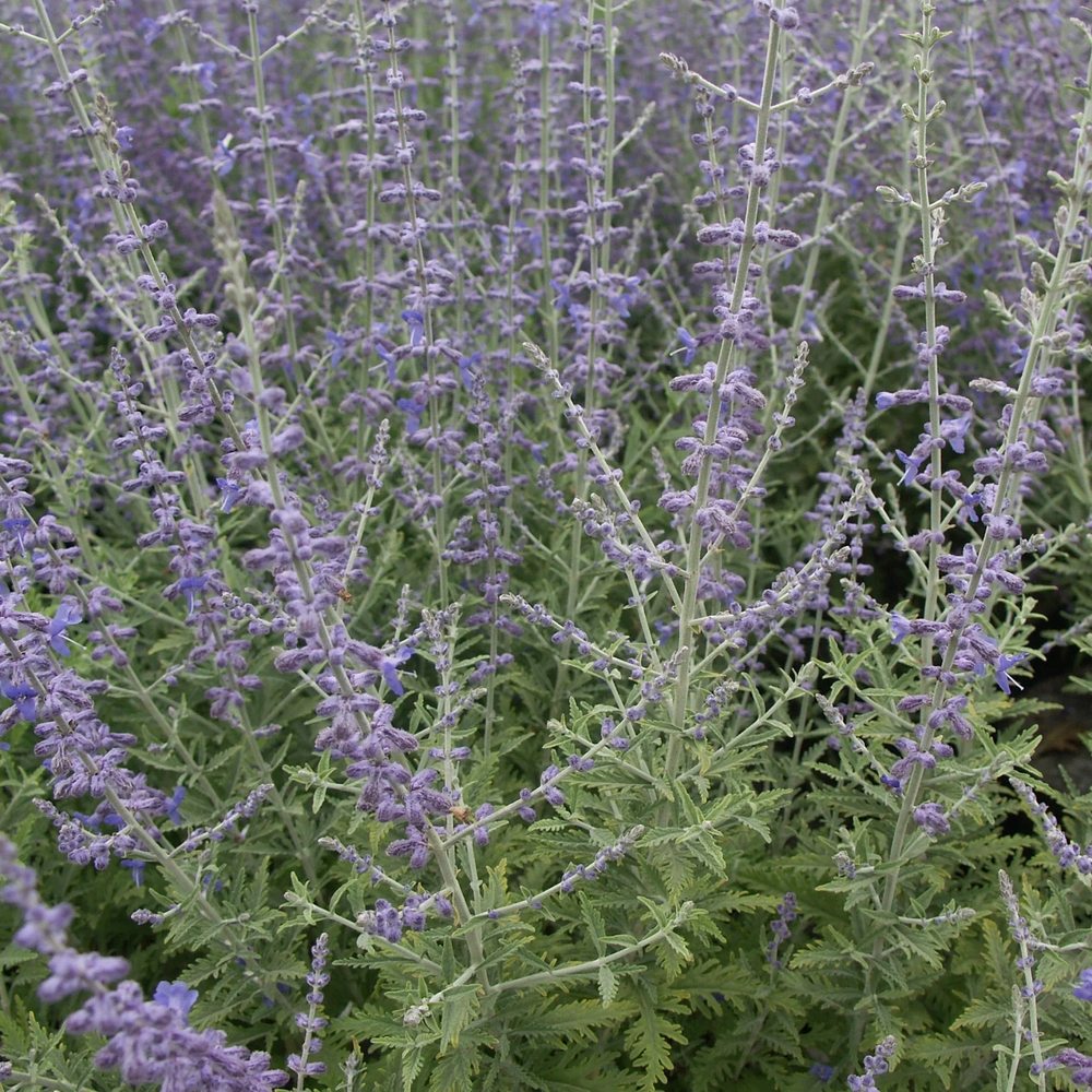 Orosz zsálya 'Blue Spire' – illatos kék virágfüzérek, ezüstös lombozat