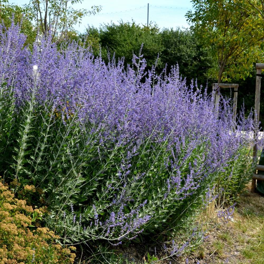 Orosz zsálya 'Blue Spire' – illatos kék virágfüzérek, ezüstös lombozat