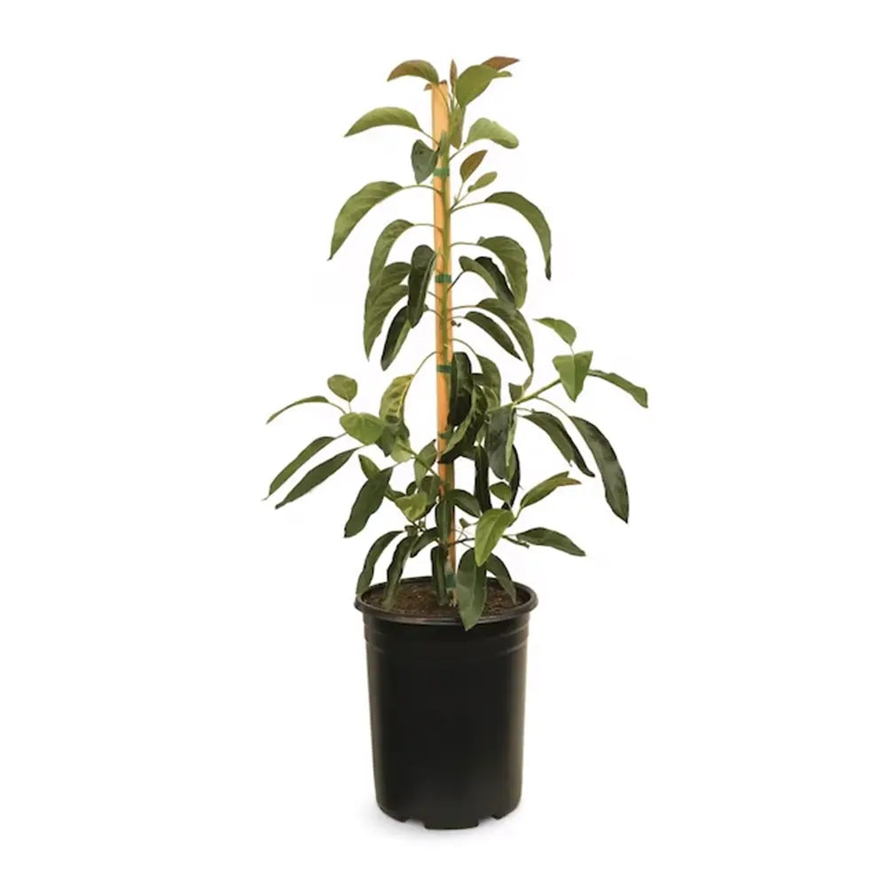 Pom Avocado (Mangifera indica), in ghiveci, planta exotica cu fructe aromate