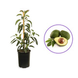 Pom Avocado (Mangifera indica), in ghiveci, planta exotica cu fructe aromate