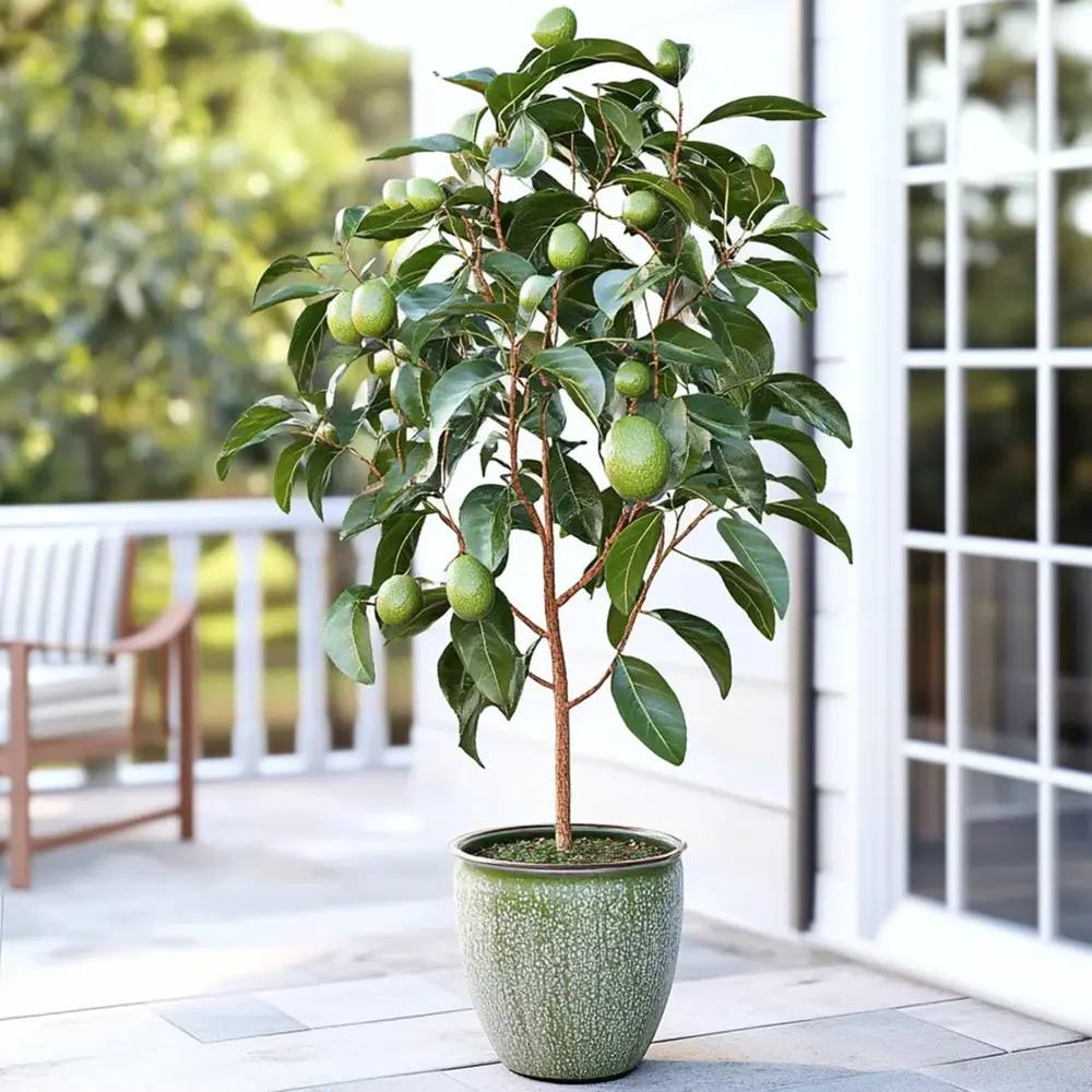 Pom Avocado (Mangifera indica), in ghiveci, planta exotica cu fructe aromate