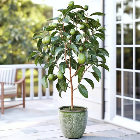 Pom Avocado (Mangifera indica), in ghiveci, planta exotica cu fructe aromate