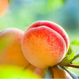 Piersic (Prunus Persica) Guglielmina, cu fructe aurii, an 2 pe rod