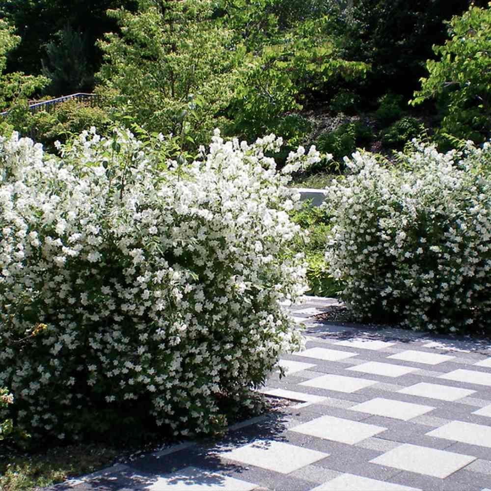 Iasomie falsa Philadelphus Snowbelle, arbust cu flori albe parfum iasomie si floare de portocal