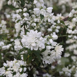 Iasomie falsa Philadelphus Snowbelle, arbust cu flori albe parfum iasomie si floare de portocal