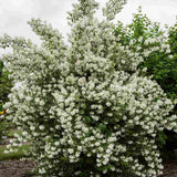 Iasomie falsa Philadelphus Snowbelle, arbust cu flori albe parfum iasomie si floare de portocal