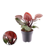 Philodendron Cherry Red, 50-60 cm, planta de interior cu frunze rosii, usor de ingrijit