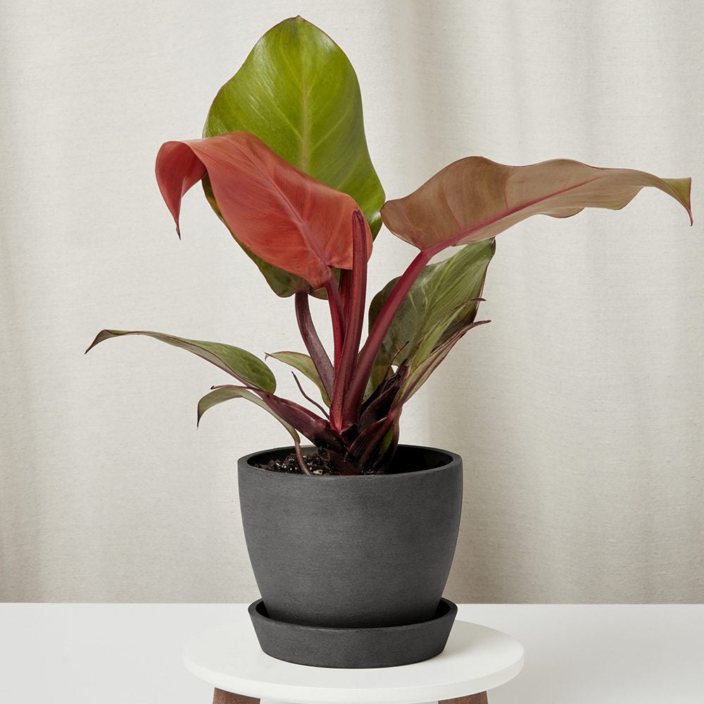 Philodendron Sunlight, 35-40 cm, planta de interior cu frunze rosii, usor de ingrijit, purifica aerul si aduce culoare casei tale