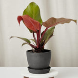 Philodendron Sunlight, 35-40 cm, planta de interior cu frunze rosii, usor de ingrijit, purifica aerul si aduce culoare casei tale