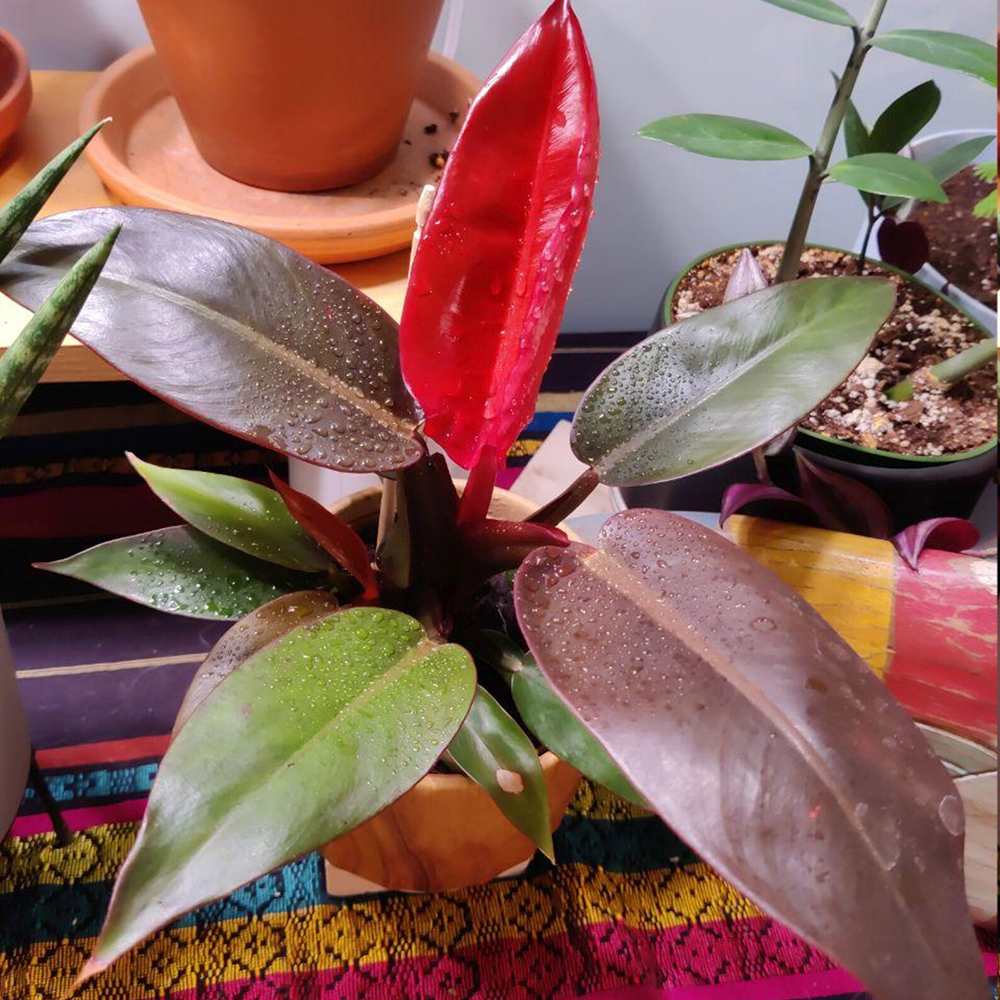 Philodendron Sunlight, 35-40 cm, planta de interior cu frunze rosii, usor de ingrijit, purifica aerul si aduce culoare casei tale