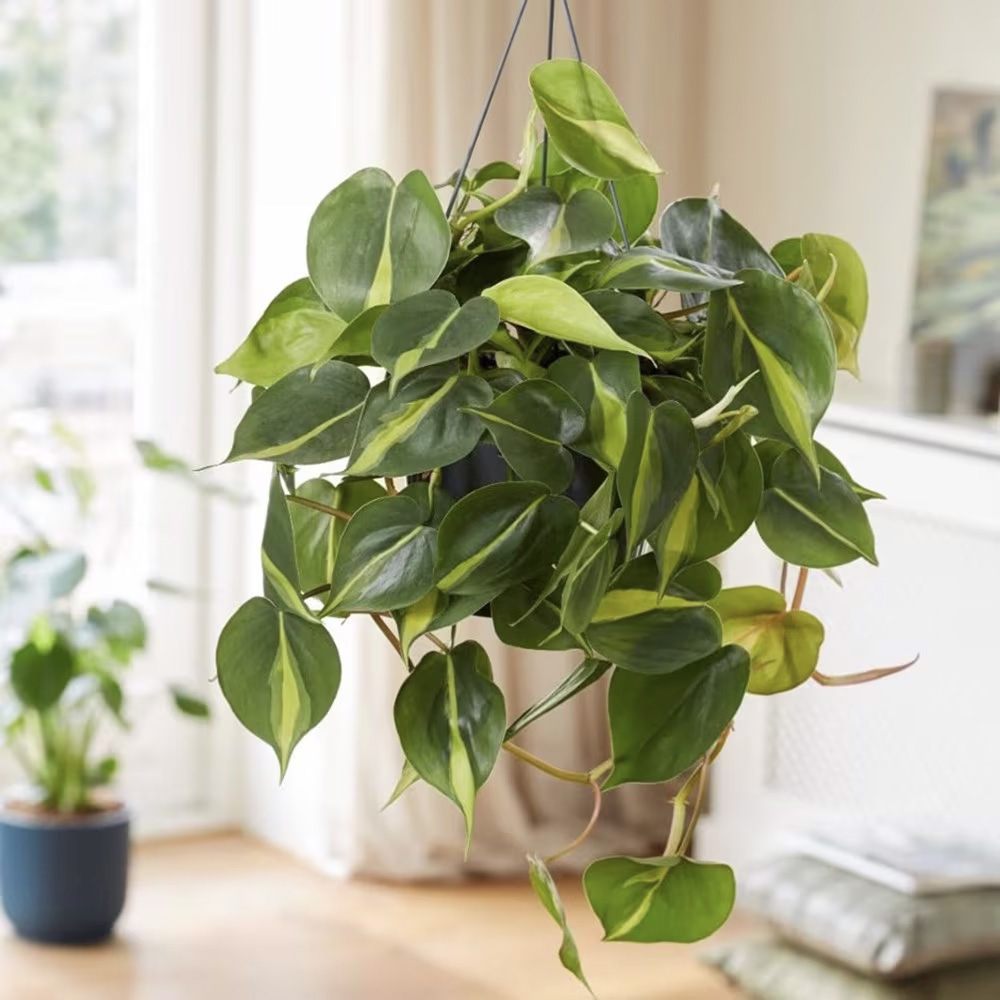 Philodendron Brasil, 20 cm, planta de interior curgatoare cu frunze verzi si galbene, decor tropical usor de ingrijit