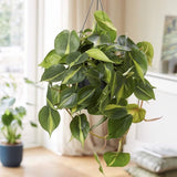Philodendron Brasil, 20 cm, planta de interior curgatoare cu frunze verzi si galbene, decor tropical usor de ingrijit