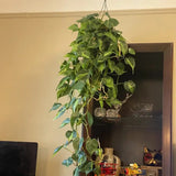 Philodendron Brasil, 20 cm, planta de interior curgatoare cu frunze verzi si galbene, decor tropical usor de ingrijit