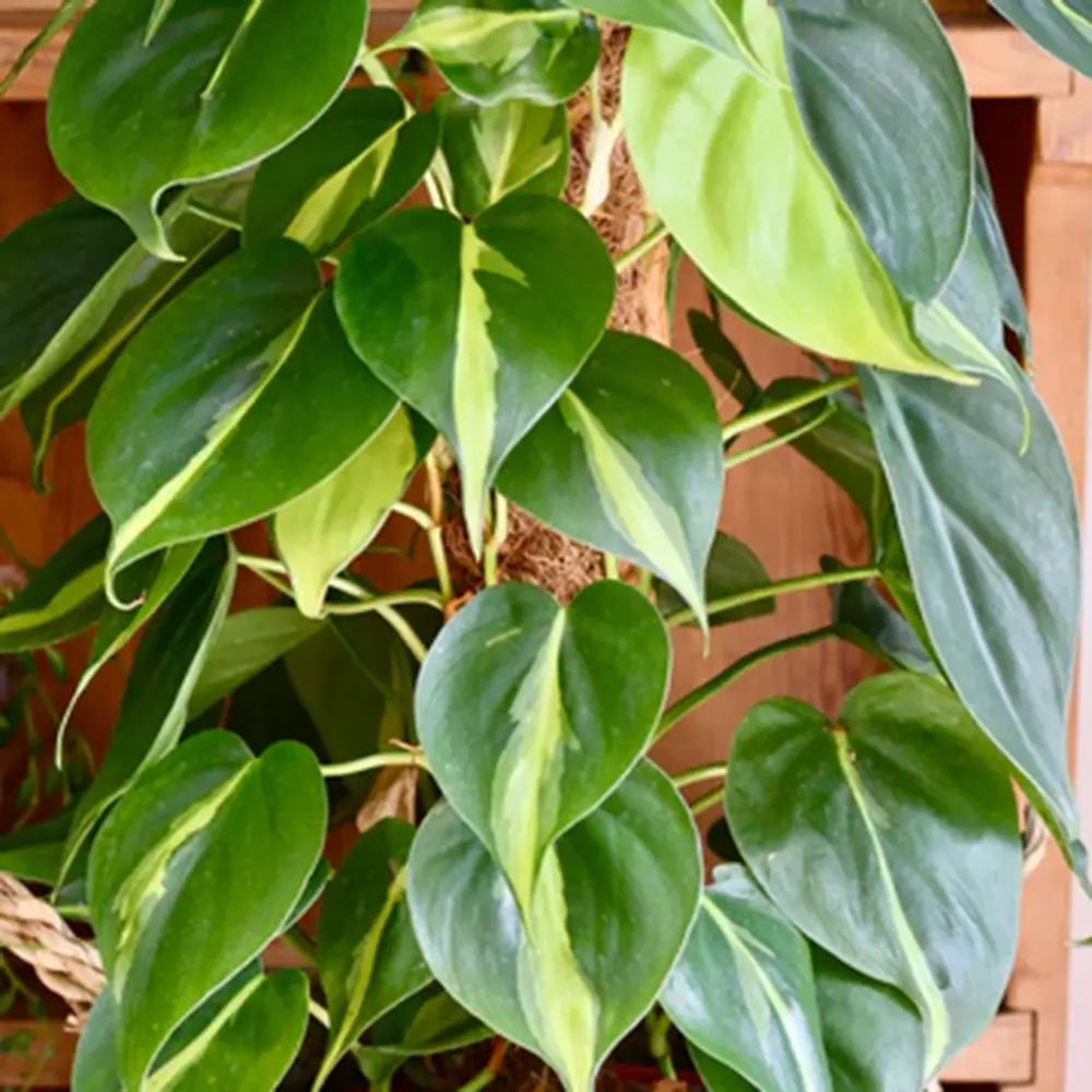 Philodendron Brasil (Cu Suport), 150 cm, planta de interior curgatoare cu frunze verzi si galbene, decor tropical usor de ingrijit
