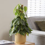 Philodendron Brasil, 90 cm cu Suport, planta de interior curgatoare cu frunze verzi si galbene, decor tropical usor de ingrijit, 90 cm