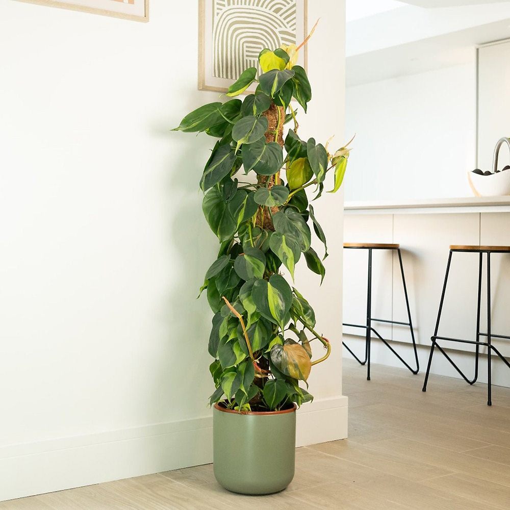 Philodendron Brasil (Cu Suport), 150 cm, planta de interior curgatoare cu frunze verzi si galbene, decor tropical usor de ingrijit