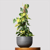 Philodendron Brasil, 90 cm cu Suport, planta de interior curgatoare cu frunze verzi si galbene, decor tropical usor de ingrijit, 90 cm