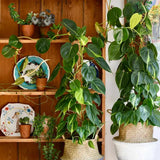 Philodendron Brasil (Cu Suport), 150 cm, planta de interior curgatoare cu frunze verzi si galbene, decor tropical usor de ingrijit