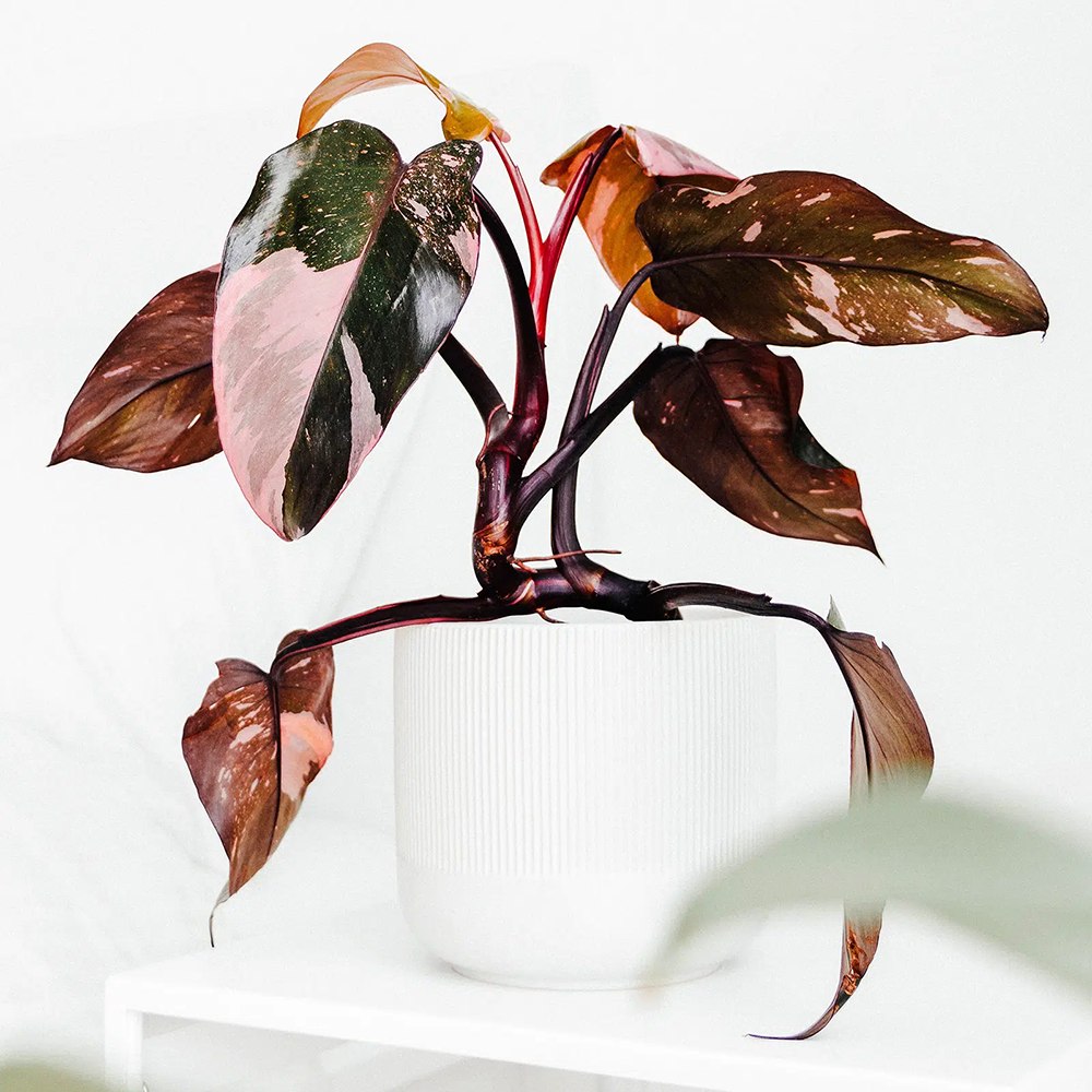 Philodendron Burgundy Prince - 40 cm