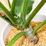 Philodendron Imperial Green, 70 cm, planta de interior cu frunze verzi, usor de ingrijit