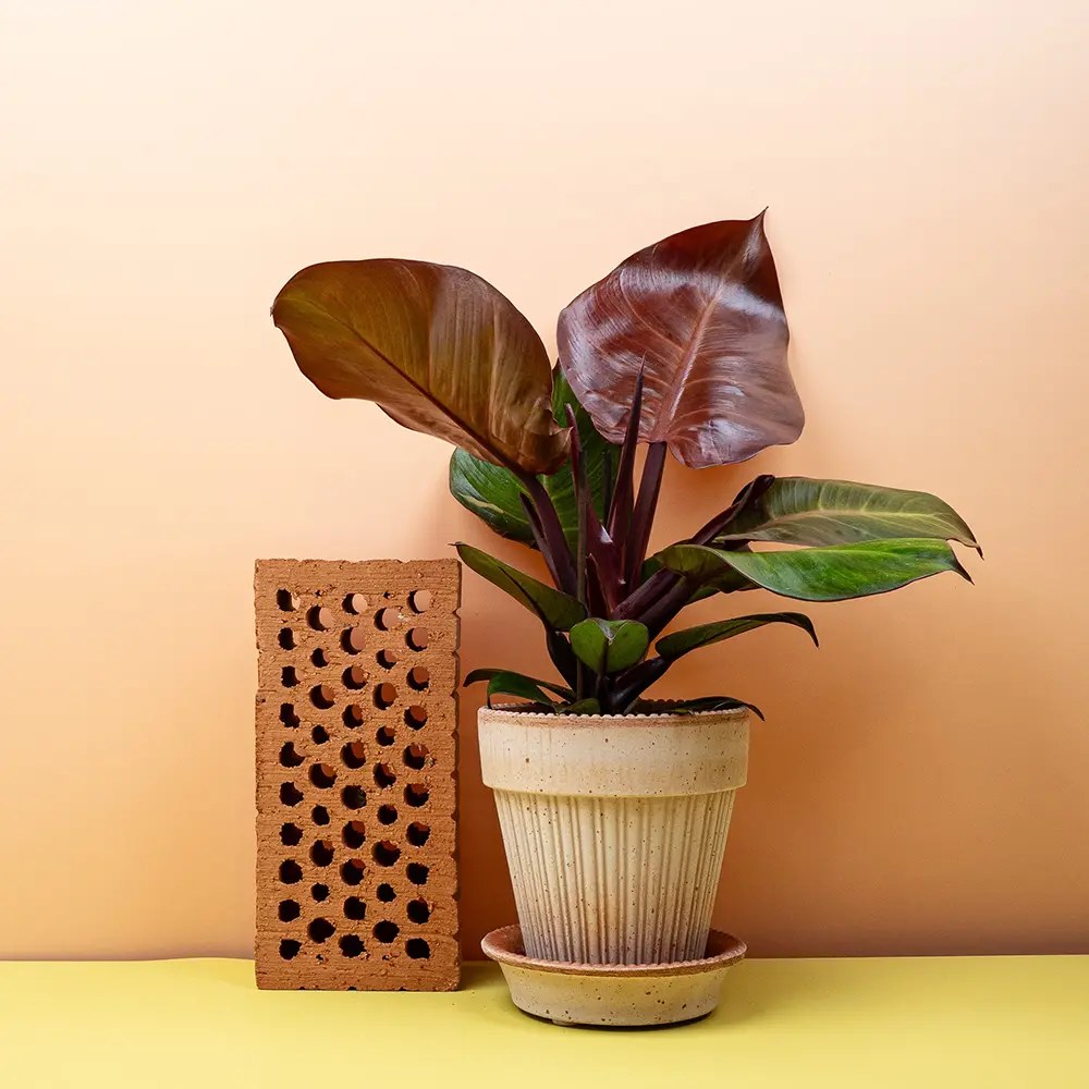 Philodendron Sunlight, 35-40 cm, planta de interior cu frunze rosii, usor de ingrijit, purifica aerul si aduce culoare casei tale