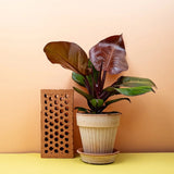 Philodendron Sunlight, 35-40 cm, planta de interior cu frunze rosii, usor de ingrijit, purifica aerul si aduce culoare casei tale