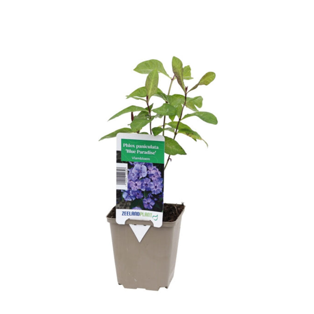 Brumarela Inalta Phlox paniculata Blue Paradise, flori albastre violet parfumat, planta perena cu crestere rapida, pentru gradina