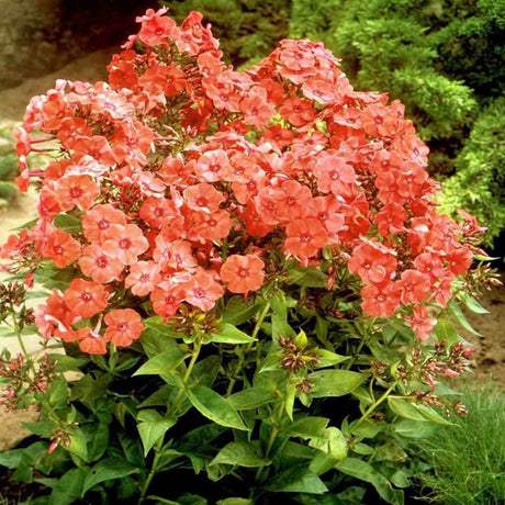 Brumarela Inalta Phlox paniculata Orange Perfection, flori portocalii parfumat, planta perena decorativ, crestere rapida