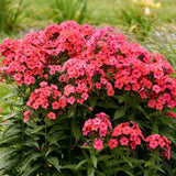 Brumarela Inalta Early Red, flori rosii timpuriu, planta perena parfumata cu arome. de vanilie si cuisoare