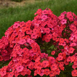 Brumarela Inalta Early Red, flori rosii timpuriu, planta perena parfumata cu arome. de vanilie si cuisoare