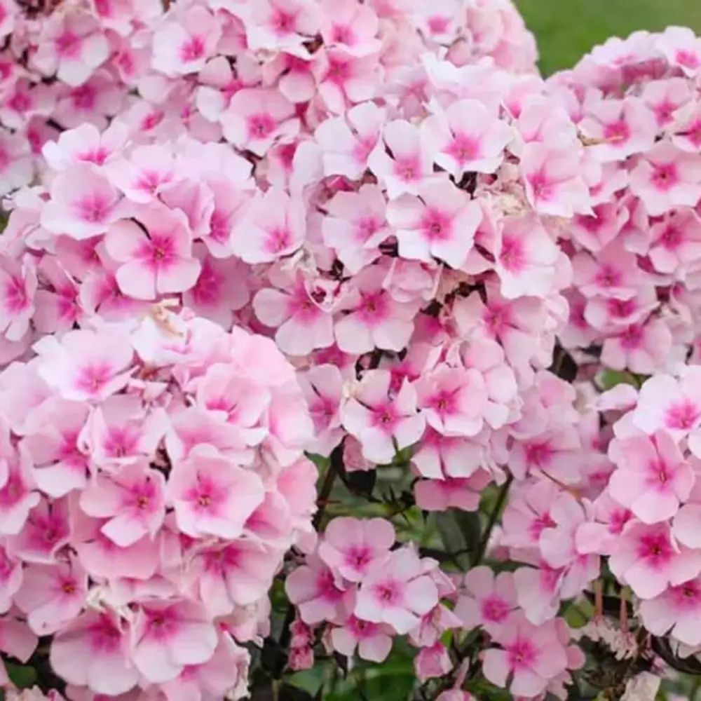 Brumarela Inalta Phlox paniculata Bright Eyes, flori roz cu centru rosu, planta perena parfumata, crestere rapida