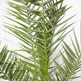 Palmier Curmal (Phoenix Canariensis), palmier canarian ornamental, frunze arcuite verzi, pentru terasa sau ghiveci