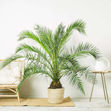 Palmier Curmal (Phoenix Canariensis), palmier canarian ornamental, frunze arcuite verzi, pentru terasa sau ghiveci