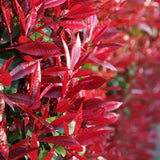 Photinia Red Robin, gard viu rosu vesnic verde, rezistent la frig si la seceta