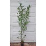 Bambus de Gradina Gigant (Phyllostachys) Atrovaginata, bambus parfumat de tamaie, vesnic verde, crestere rapida, ideal pentru gard viu