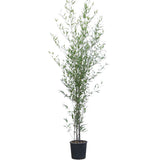 Bambus de Gradina Negru (Phyllostachys Nigra), tulpini negre, rezistent la frig, gard viu dens, ideal pentru gard viu si terase