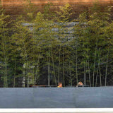 Bambus de Gradina Gri Gigant (Phyllostachys) Henon, bambus decorativ rezistent la ger, crestere rapida, ideal pentru gard viu