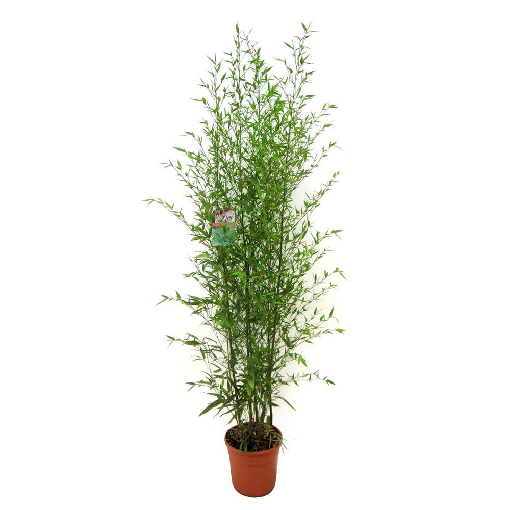 Bambus de Gradina Auriu (Phyllostachys Aurea), tulpini galbene, rezistent la frig, gard viu dens, crestere rapida
