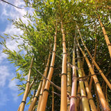 Bambus de Gradina Auriu (Phyllostachys Aureocaulis), tulpini galbene, rezistent la frig, gard viu dens