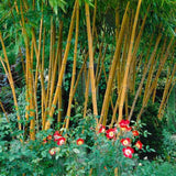 Bambus de Gradina Auriu (Phyllostachys Aureocaulis), tulpini galbene, rezistent la frig, gard viu dens