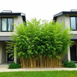 Bambus de Gradina Auriu (Phyllostachys Spectabilis), bambus decorativ galben cu tulpini verzi, rezistent la frig, ideal pentru gard viu si terase