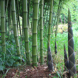 Bambus de Gradina Gigant (Phyllostachys) Atrovaginata, bambus parfumat de tamaie, vesnic verde, crestere rapida, ideal pentru gard viu