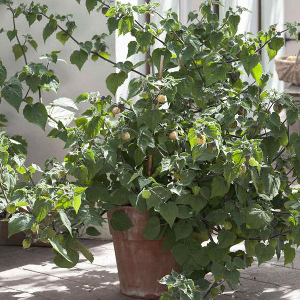 Physalis peruviana – egzotikus gyümölcstermő növény édes-savanykás narancssárga bogyókkal