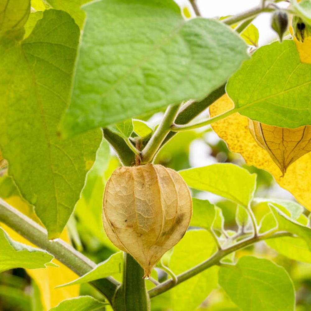 Physalis peruviana – egzotikus gyümölcstermő növény édes-savanykás narancssárga bogyókkal