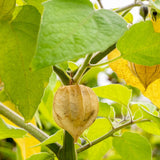 Physalis peruviana – egzotikus gyümölcstermő növény édes-savanykás narancssárga bogyókkal